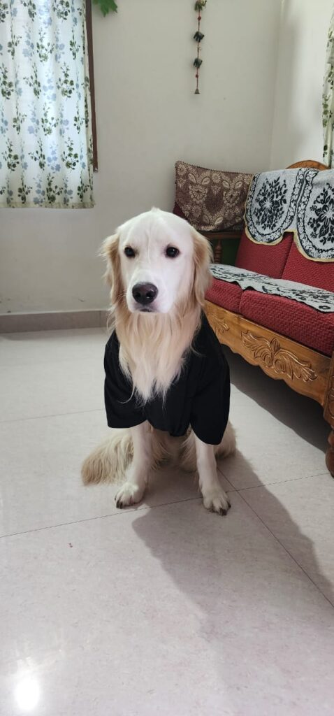 dog & cat cremation funeral services bengaluru