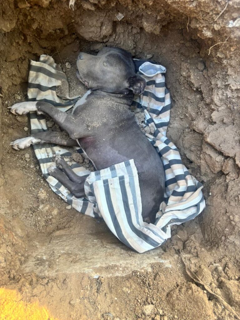 forever dog funeral & cremation services
