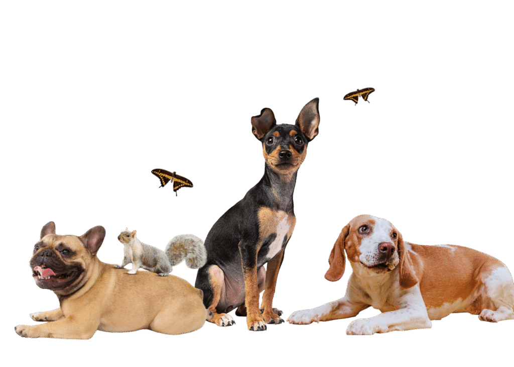 dogs funeral services in bengaluru