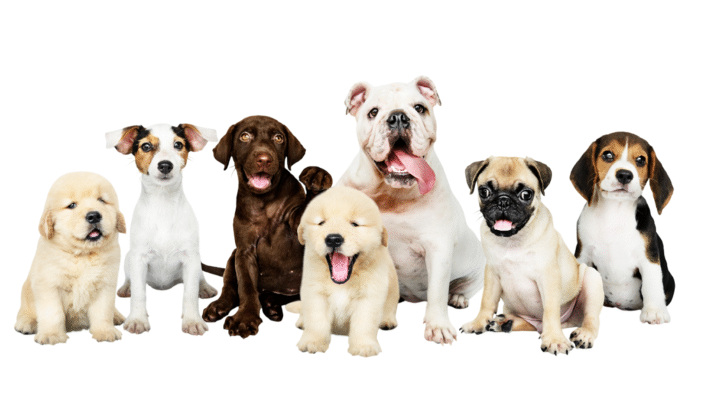 forever dog funeral & cremation services